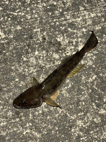 ヘチってきました