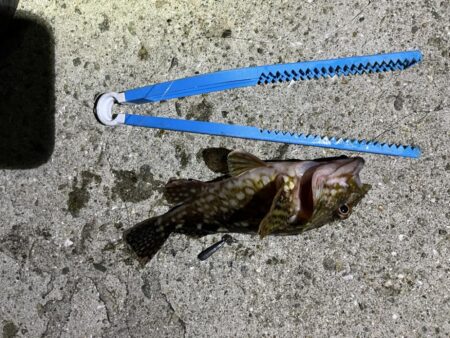 淡路島アジング