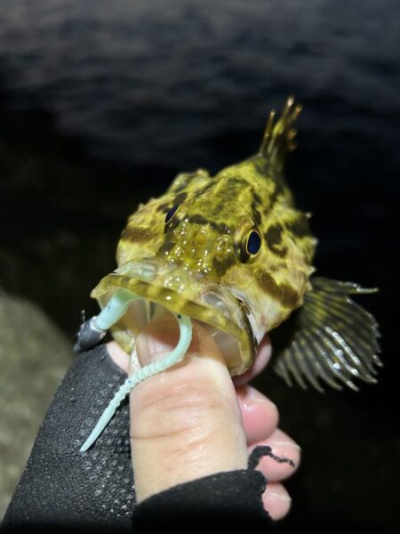 2026.No.3 ライトゲーム