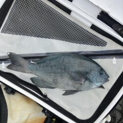 寒グレ釣り