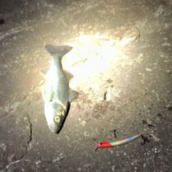 ここ1ヶ月セイゴしか釣れず（≧∇≦）