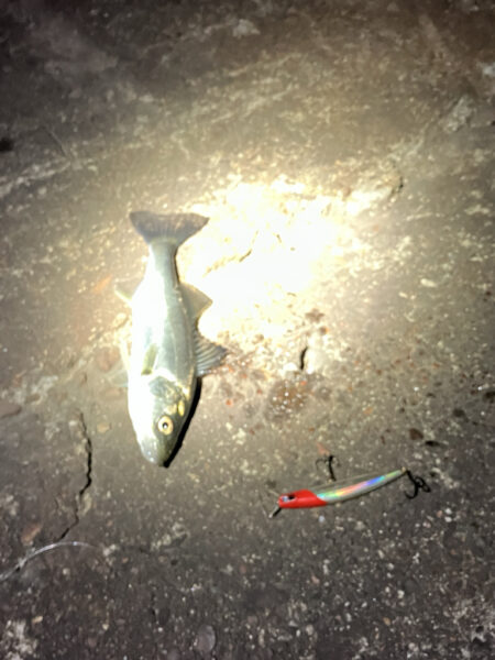 ここ1ヶ月セイゴしか釣れず（≧∇≦）