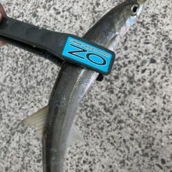 朝マズメのカマス釣り