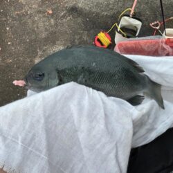 業務スーパーのムール貝！