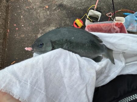 業務スーパーのムール貝！