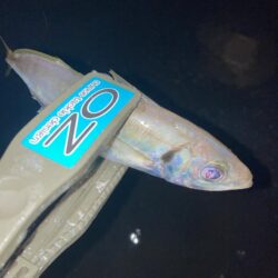 朝のフロートリグでアジング