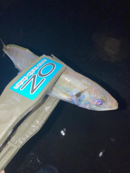 朝のフロートリグでアジング