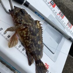 シロギスタ:2026年初釣行