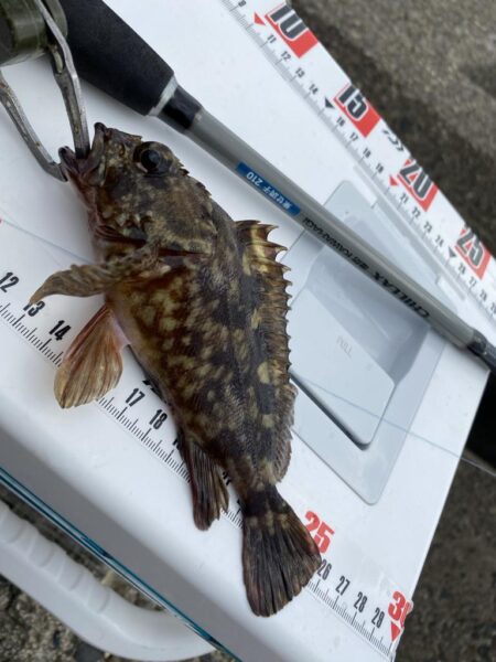 シロギスタ:2026年初釣行