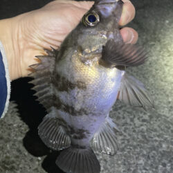 大寒波メバリング