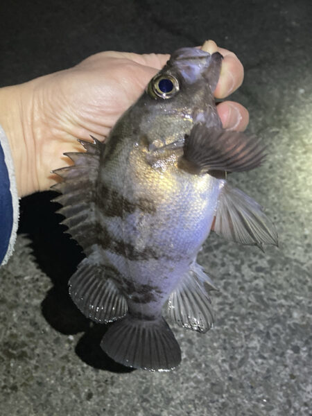 大寒波メバリング