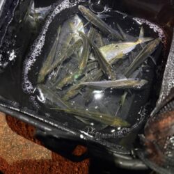 釣り初めアジング　マメアジのみw