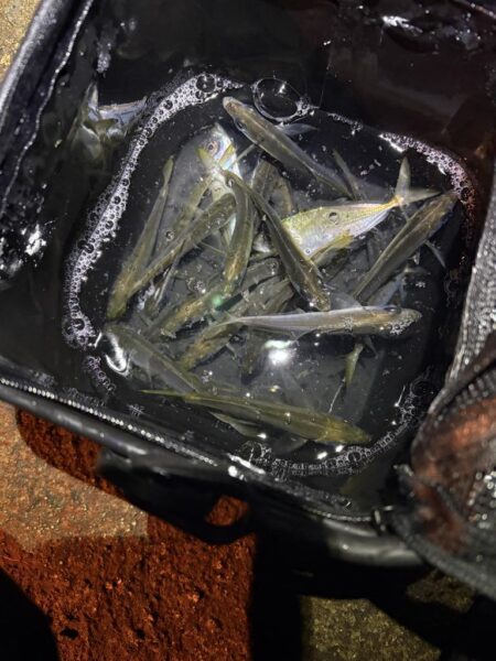 釣り初めアジング　マメアジのみw