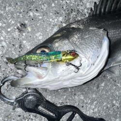 寒いのにニ投目、三投目でキャッチ！