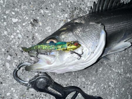 寒いのにニ投目、三投目でキャッチ！