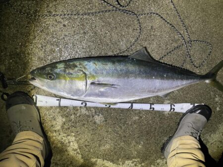 ブリブリのブリ。