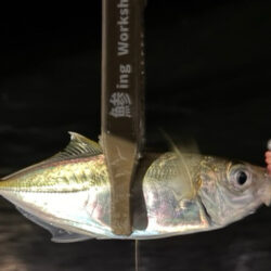 そろそろ終わり？