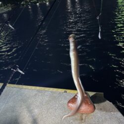 2026年　初釣り🎣