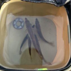 寒すぎましたがいました