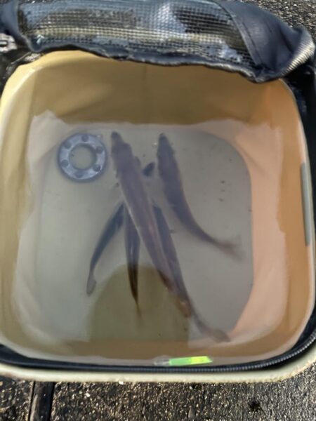 寒すぎましたがいました