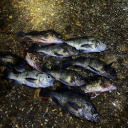 東二見メバル23