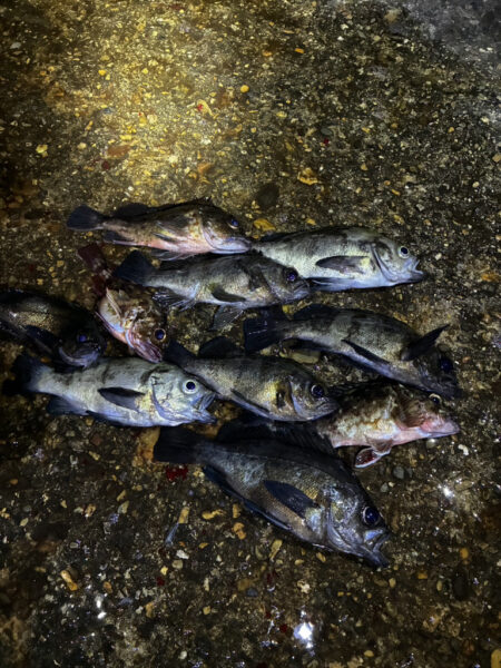 東二見メバル23