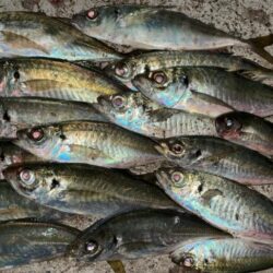 アジング終盤戦