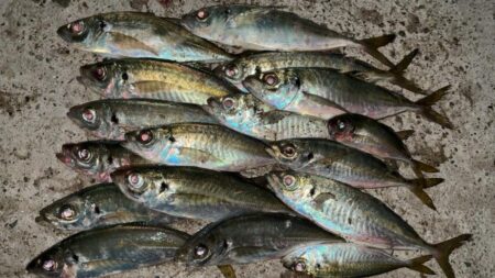 アジング終盤戦