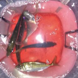 早朝のフロートアジング