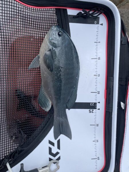 釣り始めフカセ