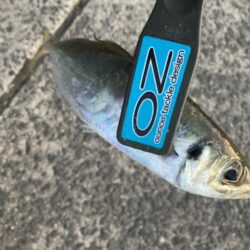 新年初釣りはフロートリグでアジング