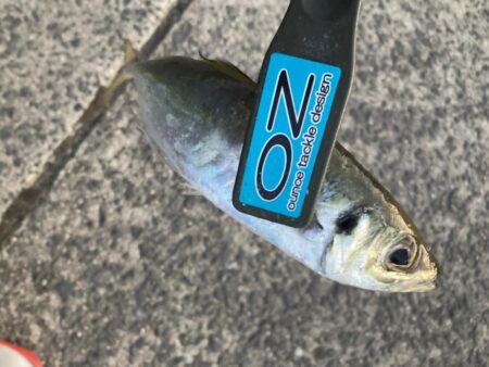 新年初釣りはフロートリグでアジング