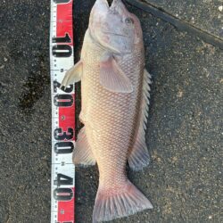 よく引きました