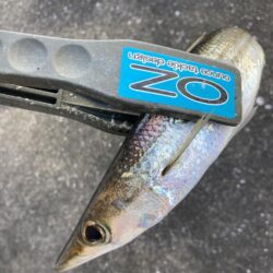 朝のデイカマッシング