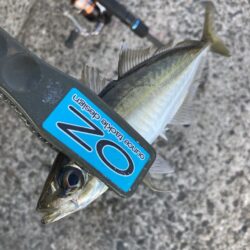 デイゲームのアジング