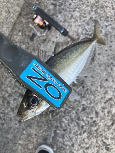 デイゲームのアジング