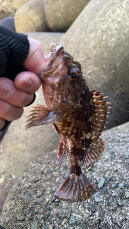 2026.No.1  ライトゲーム