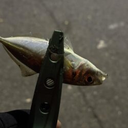 新春変態鯵釣行