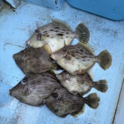 初釣りはカワハギ釣りで