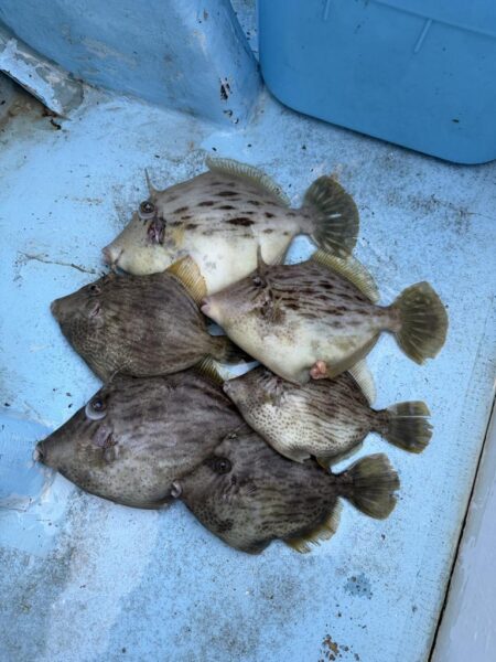 初釣りはカワハギ釣りで