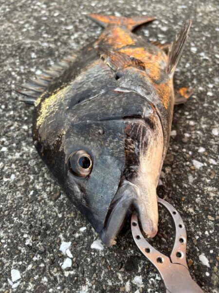 極寒のエビ撒きでチヌ