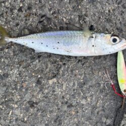 やはりフォールで