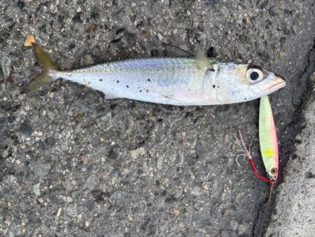 やはりフォールで