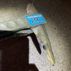 早朝のカマス釣り