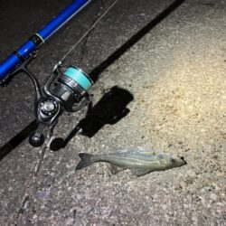 セイゴ湧く千葉港!