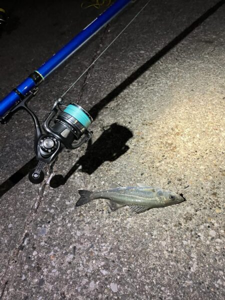 セイゴ湧く千葉港!