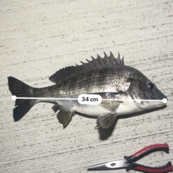 息抜きにチニング