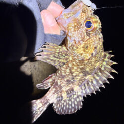 まるは釣具○○店激推しワームで一撃‼️