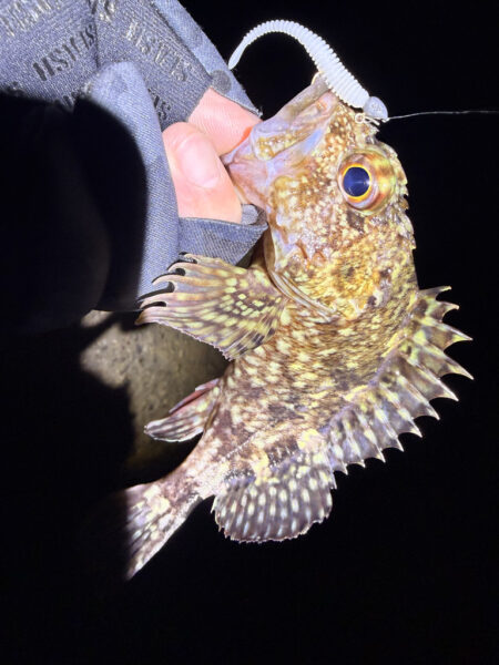 まるは釣具○○店激推しワームで一撃‼️