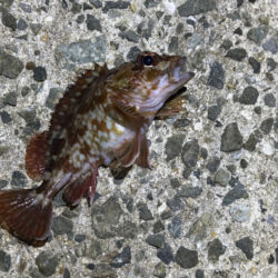 姫路メバリング｜激渋でアタリ無し・・・